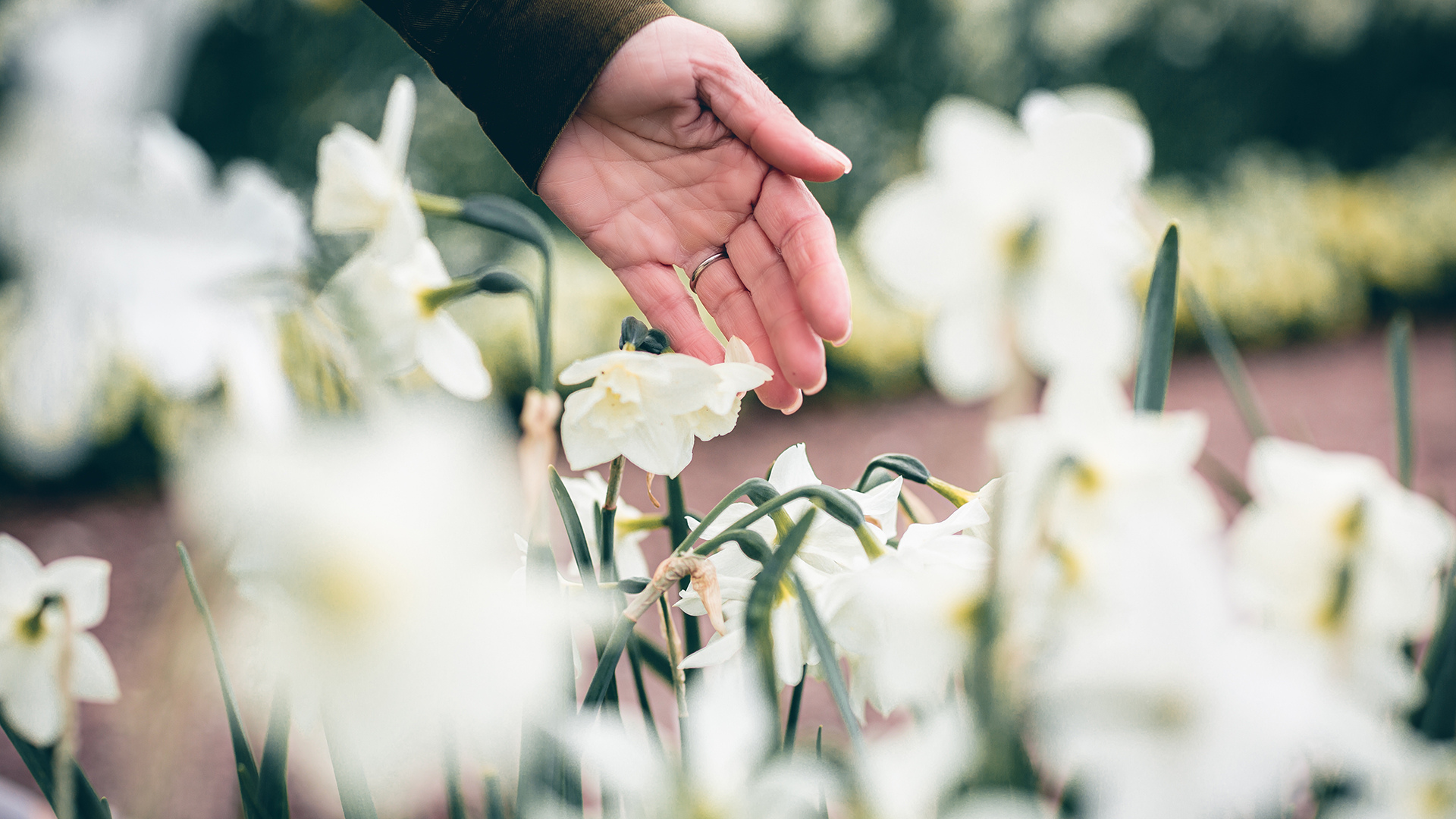Vårblommor