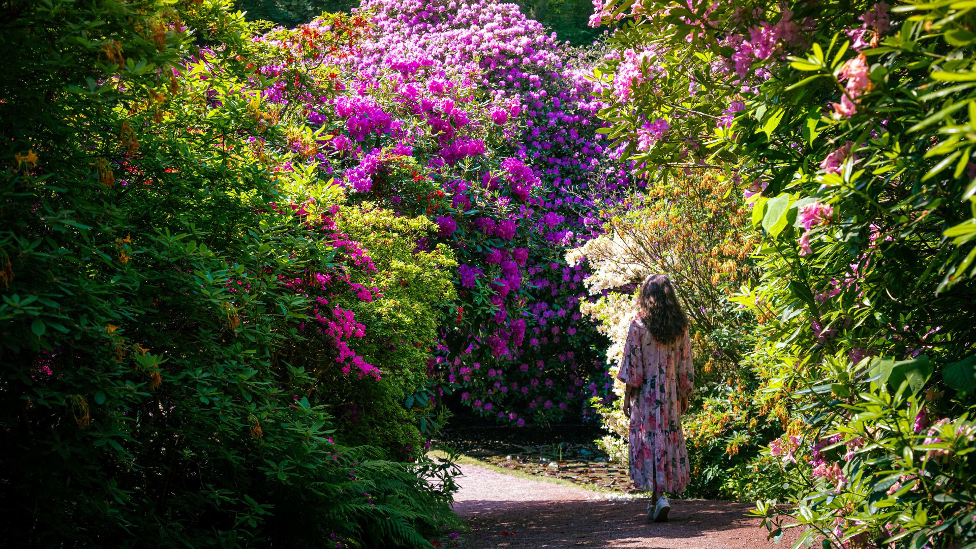 Rhododendron