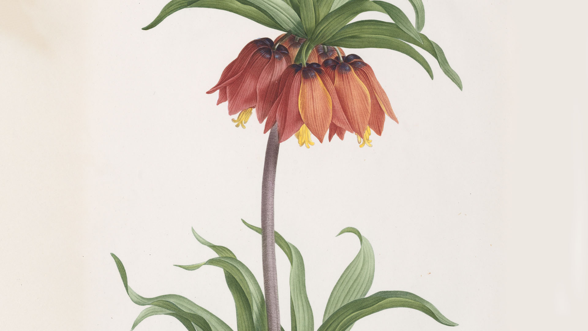 Fritilaria