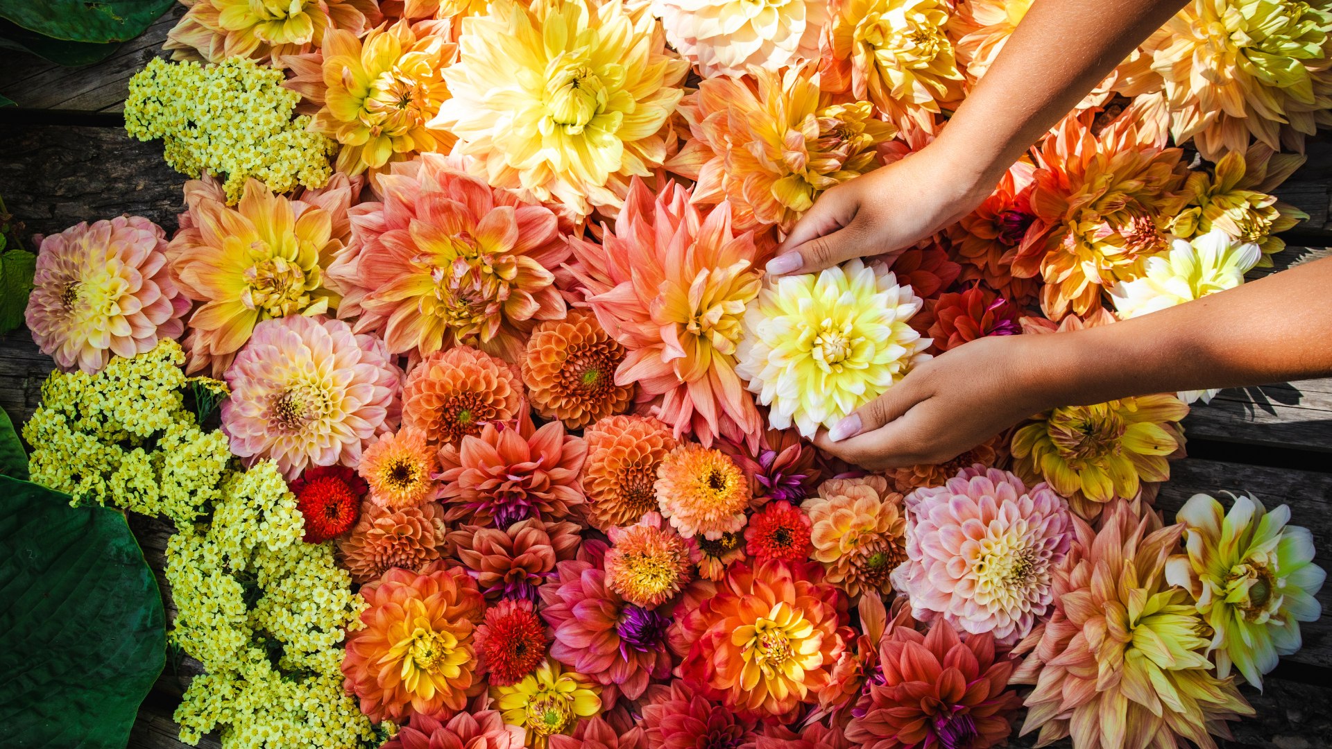 Sofierokortet  – Säsong 2026